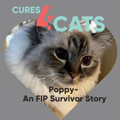 What Causes FIP in Cats? Signs, Causes, and Affordable Home Treatment Options - FIP information