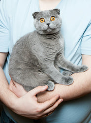 How is FIP Diagnosed in Cats?