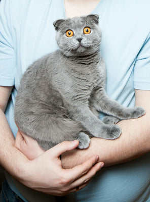How is FIP Diagnosed in Cats? - FIP information