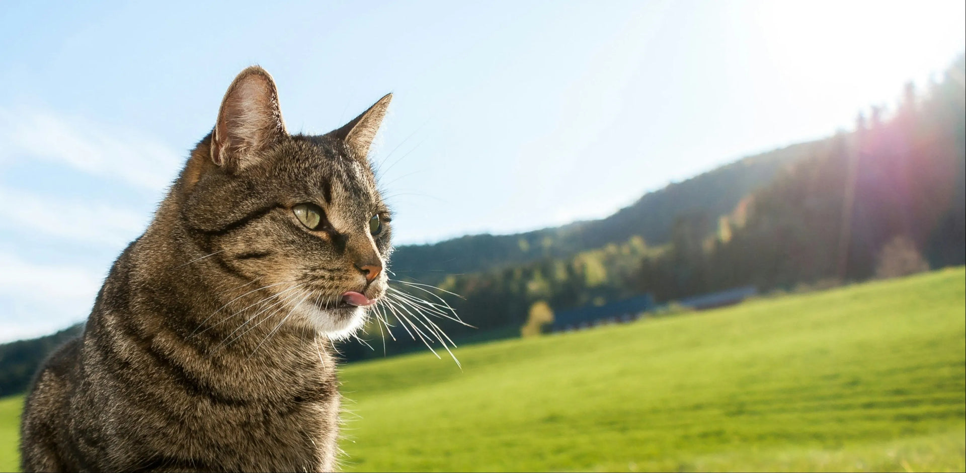FIP Treatment for cats gs 441524