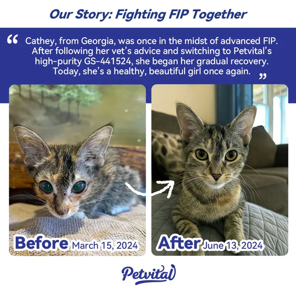 Cat FIP Treatment for 98% Cure Rate - FIP Medication GS-441524 Tablets oral